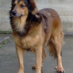 Birillo
