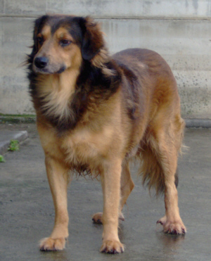 Birillo