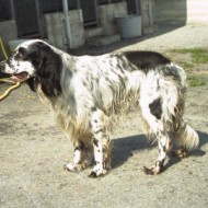 Rudy