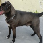 CIMG0515b